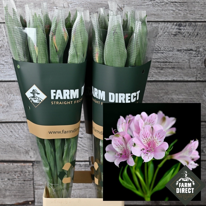 <h4>ALSTRO MILA LAVENDEL 70GR</h4>