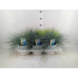 Siergras   ...mix 3 /tray   [Grass]