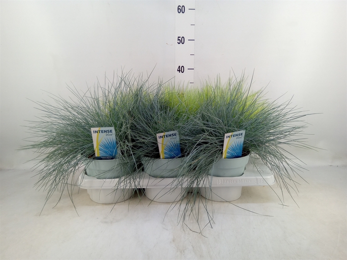 <h4>Siergras   ...mix 3 /tray   [Grass]</h4>