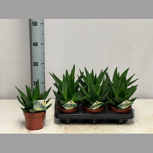 ALOE PERFOLIATA