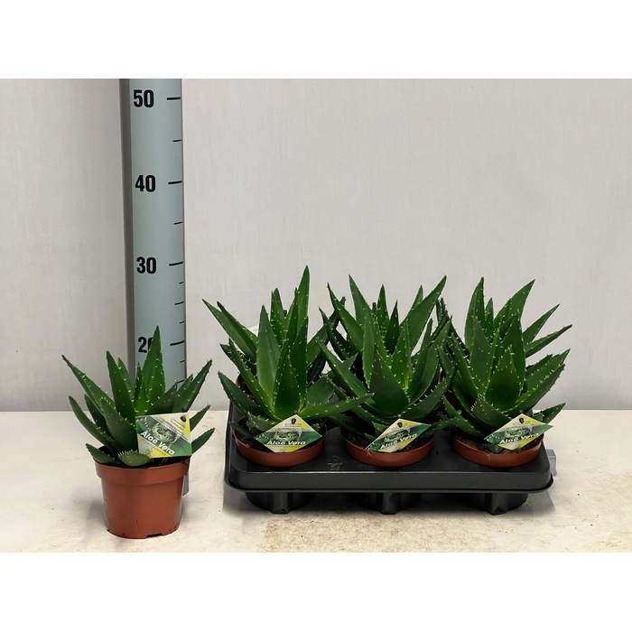 <h4>ALOE PERFOLIATA</h4>