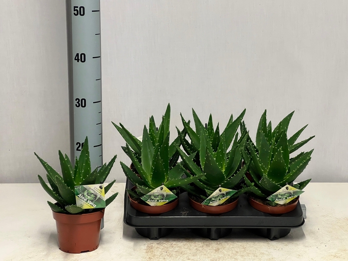 <h4>ALOE PERFOLIATA</h4>