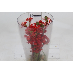 JATROPHA FLOR