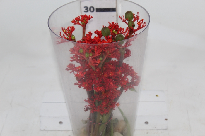 JATROPHA FLOR