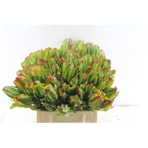 Leucad Laurel Yellow