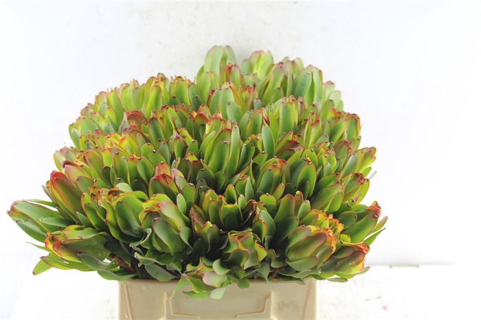 <h4>Leucad Laurel Yellow</h4>