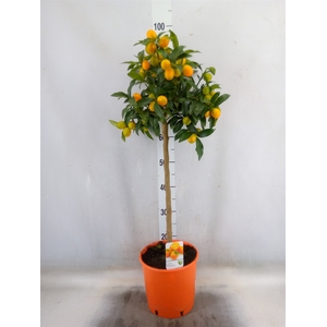 Citrus   ...