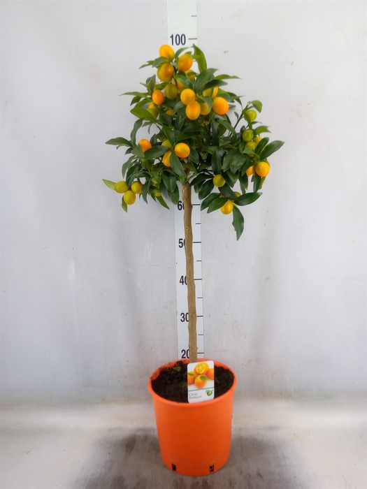 <h4>Citrus   ...</h4>