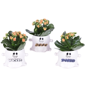 Halloween Arr. Indoor Ceramic Pot Funny Ghost Ø15cm 1PP