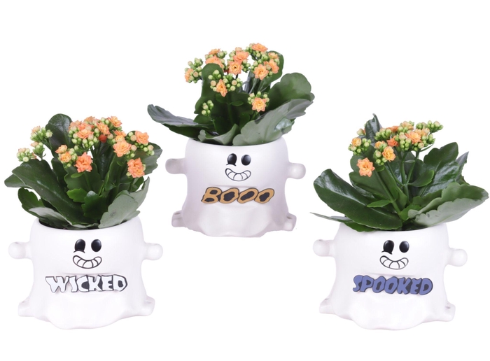 <h4>Halloween Arr. Indoor Ceramic Pot Funny Ghost Ø15cm 1PP</h4>