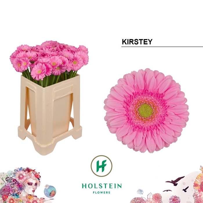 <h4>Germini Kirstey Water</h4>