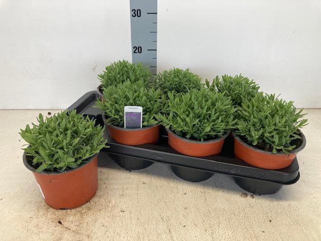 <h4>LAVAN AN CLEO PATIO</h4>