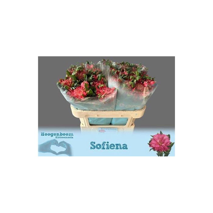 <h4>Alstr Fashionista Sofiena</h4>