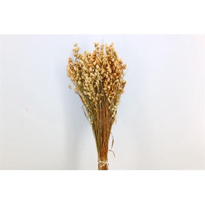 Dried Briza Maxima 50cm Natural Bunch