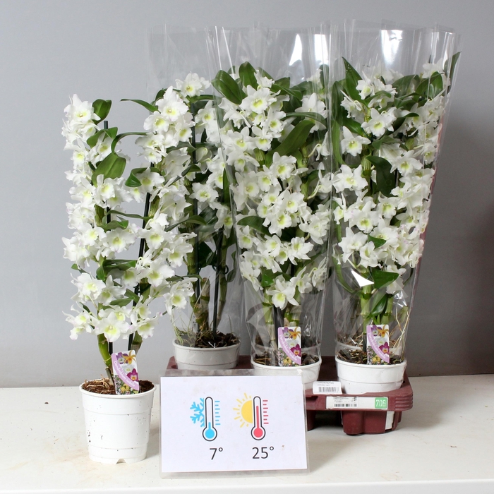 <h4>DEND NOBILE</h4>