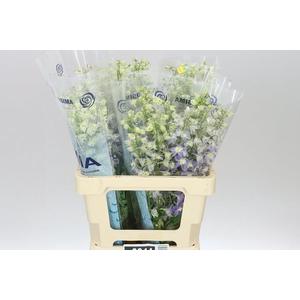 Delph En Trick Lavender