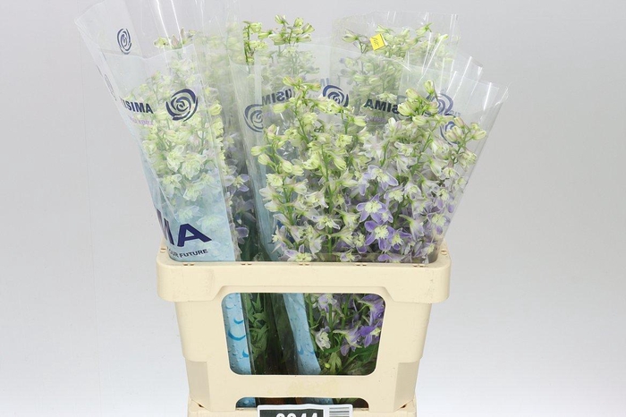 <h4>Delph En Trick Lavender</h4>