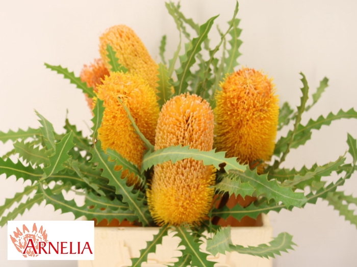 <h4>BANKSIA OV KLEINBL</h4>