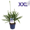 Agapanthus 7 stek blauw pot 32 grootbl. doorbl. knop.boven gewas