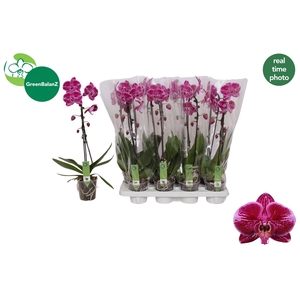 PHAL EL CASCADE