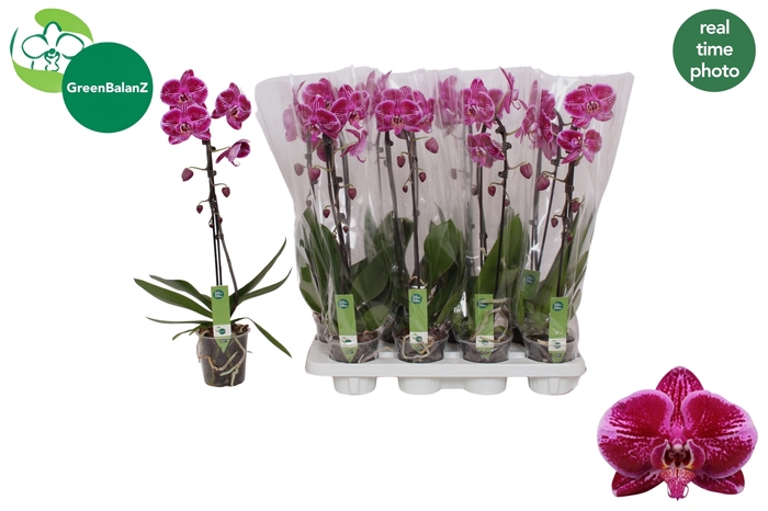 <h4>PHAL EL CASCADE</h4>
