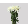 ANASTASIA MAGNUM 080 CM BRANCO