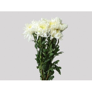 ANASTASIA MAGNUM 080 CM BRANCO