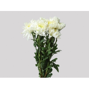 ANASTASIA MAGNUM 080 CM BRANCO