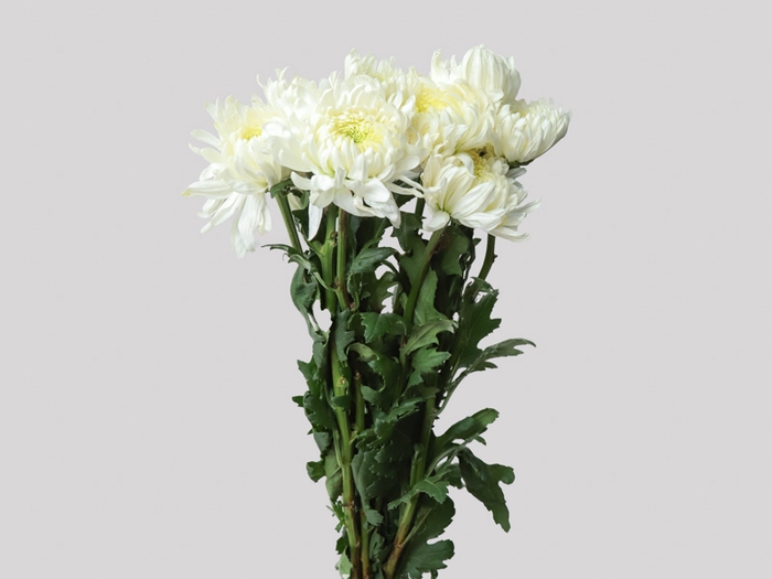 ANASTASIA MAGNUM 080 CM BRANCO