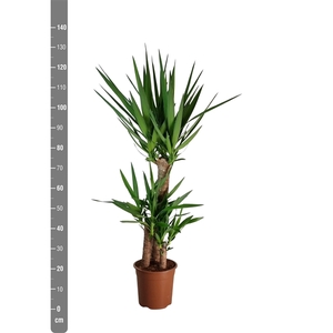 Yucca Elephantipes 3 stam 75/45/25