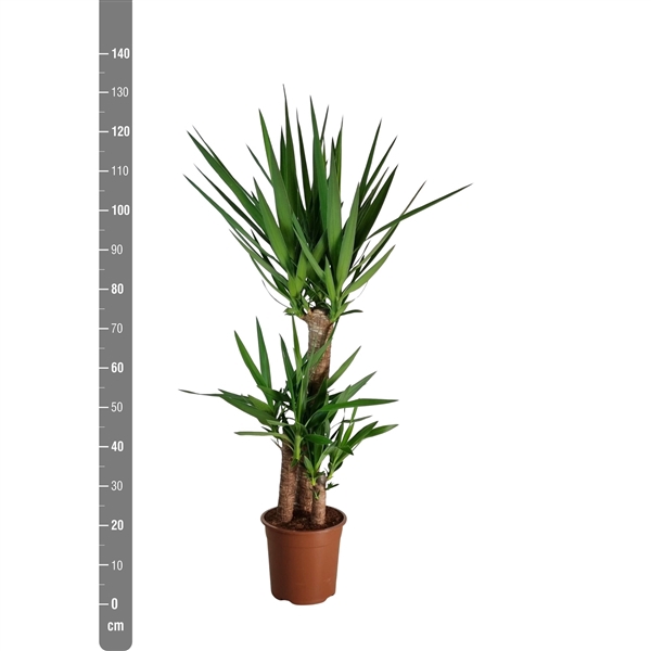 <h4>Yucca Elephantipes 3 stam 75/45/25</h4>