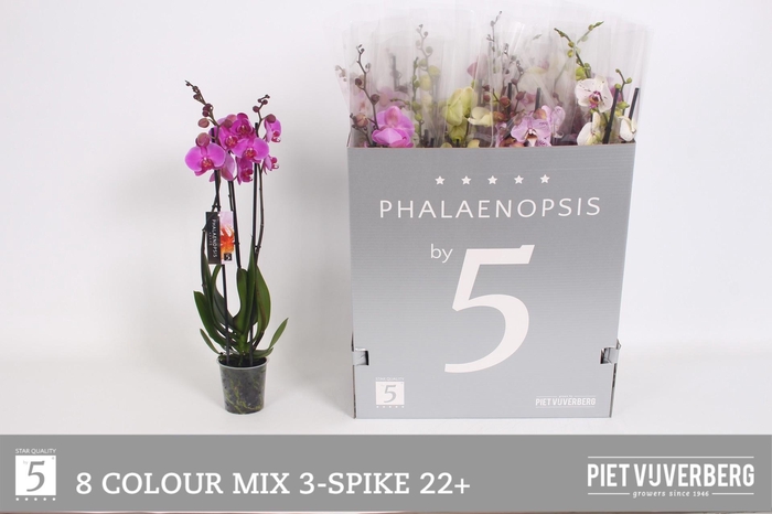 <h4>PHAL GEM 8 KL</h4>