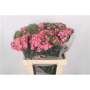 Di Barb Breanthus Tsaar Pink