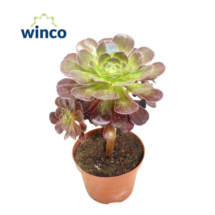 <h4>Aeonium Bushing Beauty</h4>