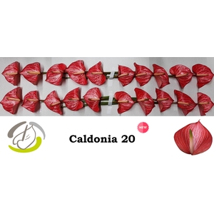 ANTH A CALDONIA caldonia 20