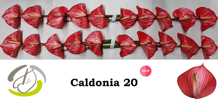 <h4>ANTH A CALDONIA caldonia 20</h4>