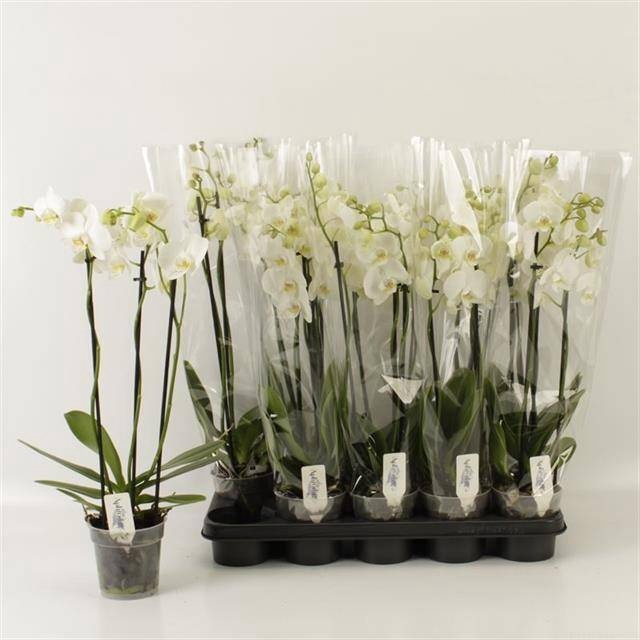 <h4>PHAL OV WIT</h4>