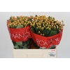Hypericum Mellow Romance