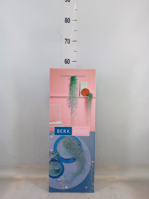 <h4>Tillandsia usneoides</h4>