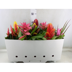 Bromelia   ...mix 10
