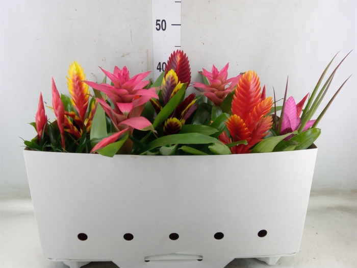<h4>Bromelia   ...mix 10</h4>