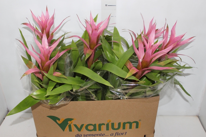 <h4>GUZM. ROSE P14</h4>