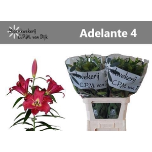 LI OR ADELANTE