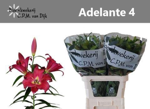 <h4>LI OR ADELANTE</h4>