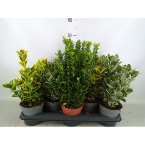Euonymus japon.   ...mix