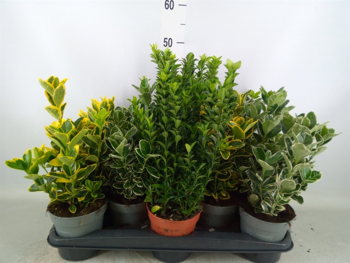 <h4>Euonymus japon.   ...mix</h4>
