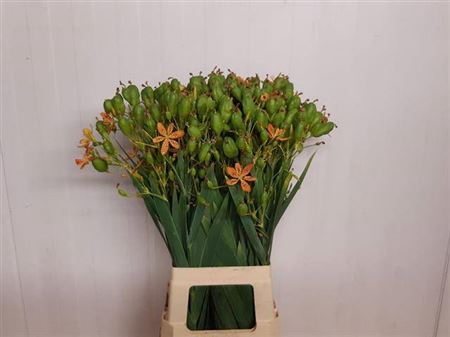 <h4>Belamcanda Chinensis</h4>