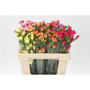 Di Tr Mixed Assorted