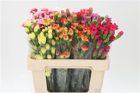 <h4>Di Tr Mixed Assorted</h4>