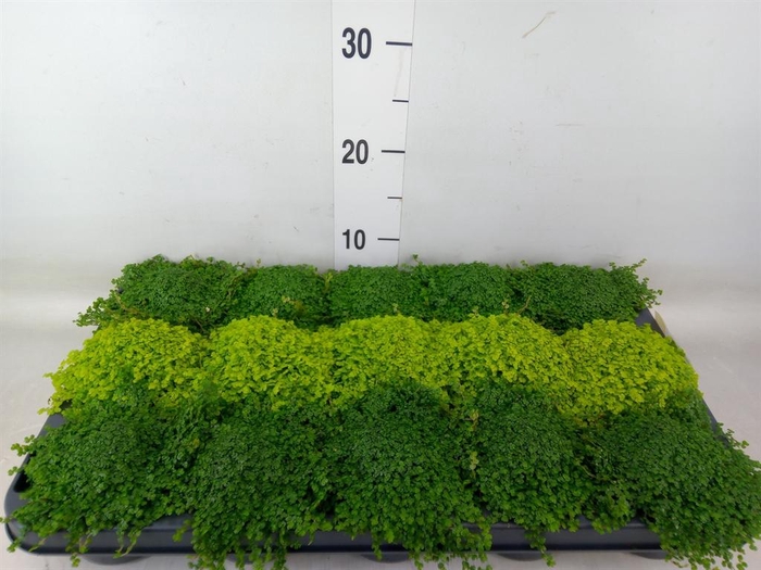 <h4>Soleirolia soleirolii   ...mix 2</h4>